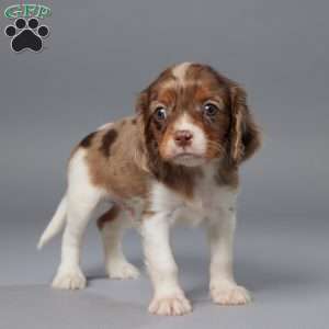 Milo, Cavalier King Charles Spaniel Puppy